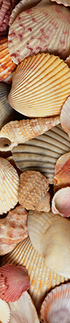 Telerik UI for ASP.NET MVC Cards seashells