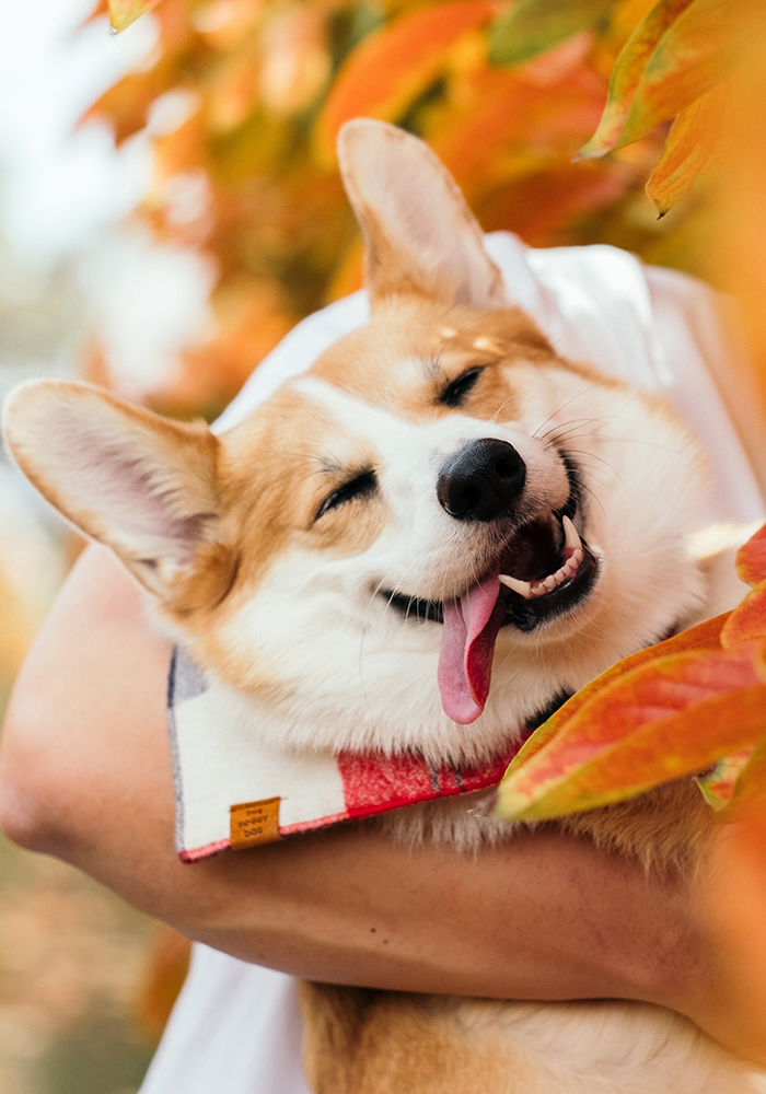 Telerik UI for ASP.NET MVC StackLayout dog