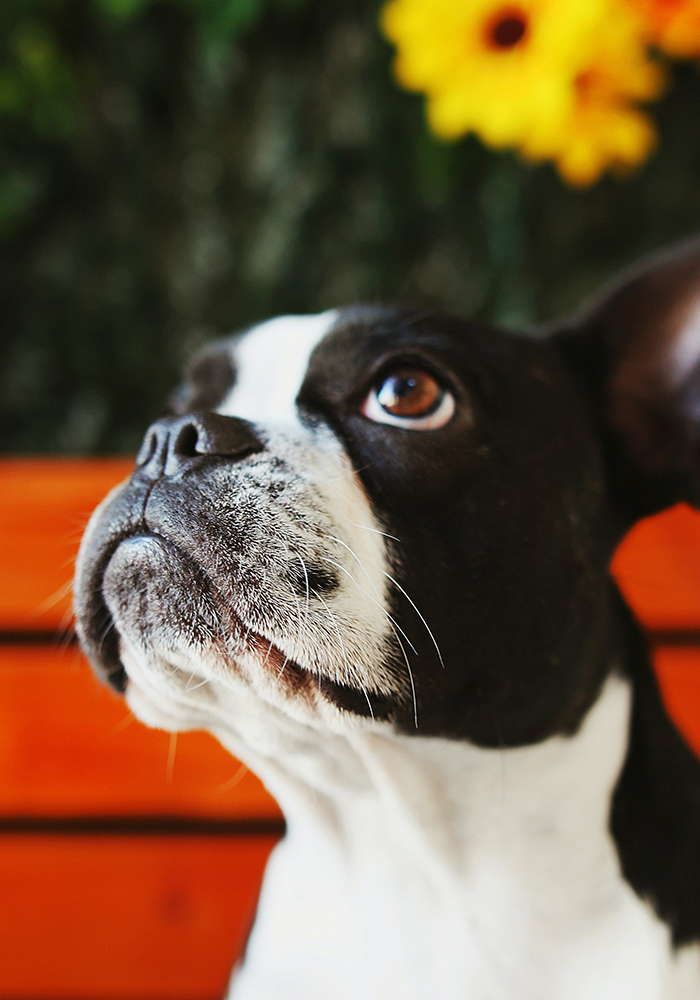 Telerik UI for ASP.NET MVC StackLayout dog image